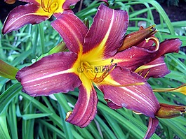 百合,開花,紫