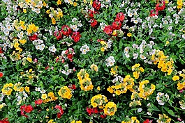 nemesia,鲜花,丰富多彩