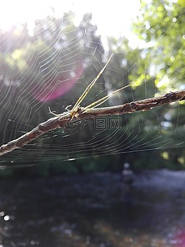 蜘蛛,捕魚,web