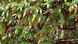 植被,树,针