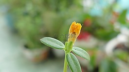 大花马齿苋,花,越南
