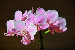 兰花,粉红色,龙的嘴