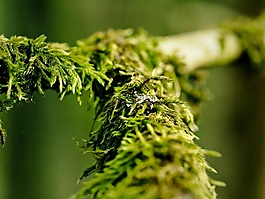 科,苔,性質(zhì)