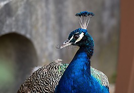 春天,孔雀,鳥(niǎo)