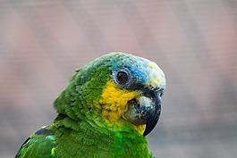 鸚鵡,鳥,多彩