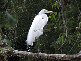 蒼鷺,鳥,帕吉