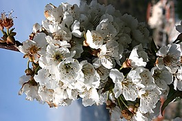 杏仁树,花白,花杏仁树