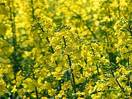 油菜籽場,油菜,字段