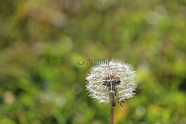 雜草,花,蒲公英