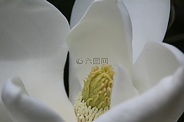 花,白,黃色