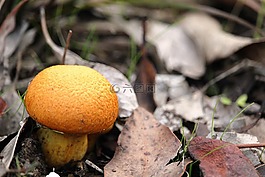 蘑菇,毒菌,橙色