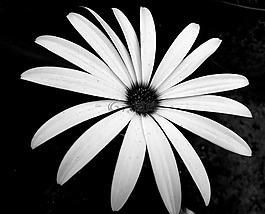 花,性質(zhì),黑色和白色