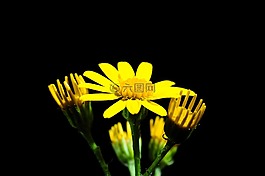 指出花,開花,黃色