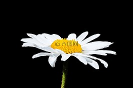 瑪格麗特,夏季,開花