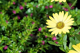 花,開花,性質