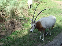 瞪羚,ram,野生動物園