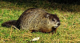 土撥鼠,whistlepig,野生動物