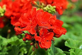 花,開花,性質(zhì)