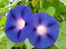 花,藍色,開花