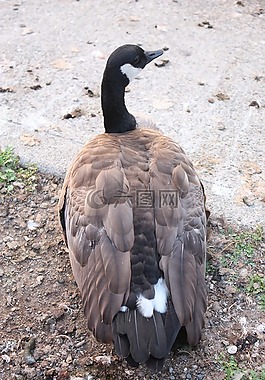 鳥,鵝,加拿大