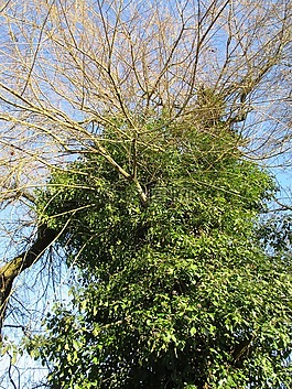 葡萄,常春藤,登山者