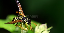 黃蜂,昆蟲,關(guān)閉
