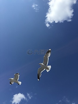 海鷗,芬蘭,藍(lán)色的天空