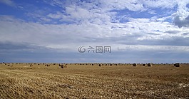 收獲,豐收節(jié),殘株