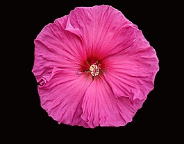 槿,花,開花
