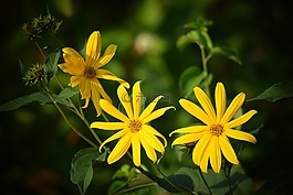 花,性質(zhì),黃色