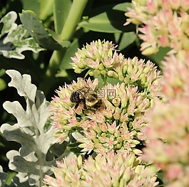 蜜蜂,昆蟲(chóng),花