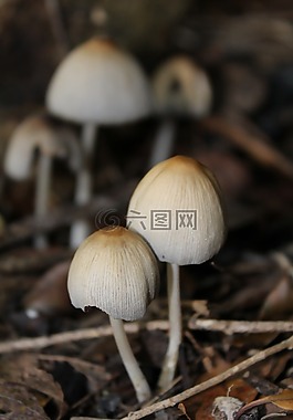 毒菌,蘑菇,仙女