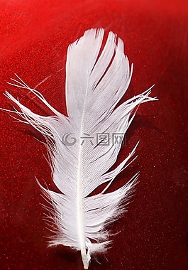 羽毛,白,紅色