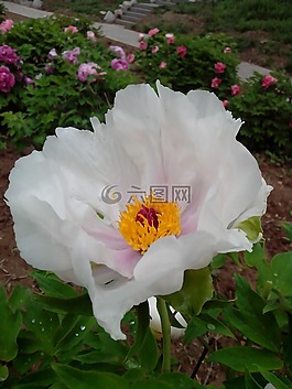 純潔花朵,花,牡丹