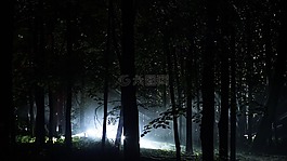 森林,光,夜