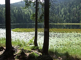 巴伐利亞森林,湖,景觀
