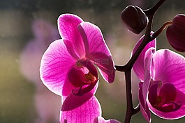 蘭花,粉紅色,白