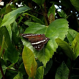 蝴蝶,昆蟲(chóng),翼的