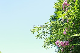 花朵,植物,陽光