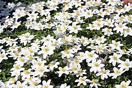木?？?花,森林