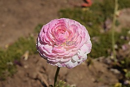 花毛茛,粉紅色,花