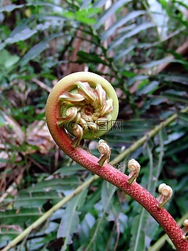 蕨,在萌芽的蕨類植物,春天