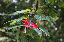 植物,野花,四月