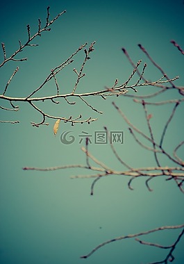 分支機(jī)構(gòu),干,秋