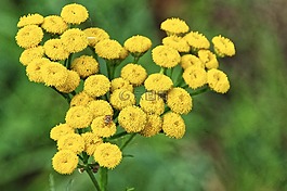 鮮花,黃色,甲蟲