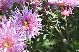 粉紅色的花,蜜蜂在花上,花