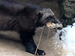 金剛狼,gulo gulo,猛獸