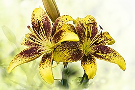 百合花,黄色,布朗