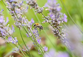 蜜蜂,熏衣草,昆蟲