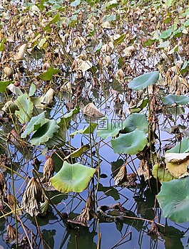 蓮花,植物,水生